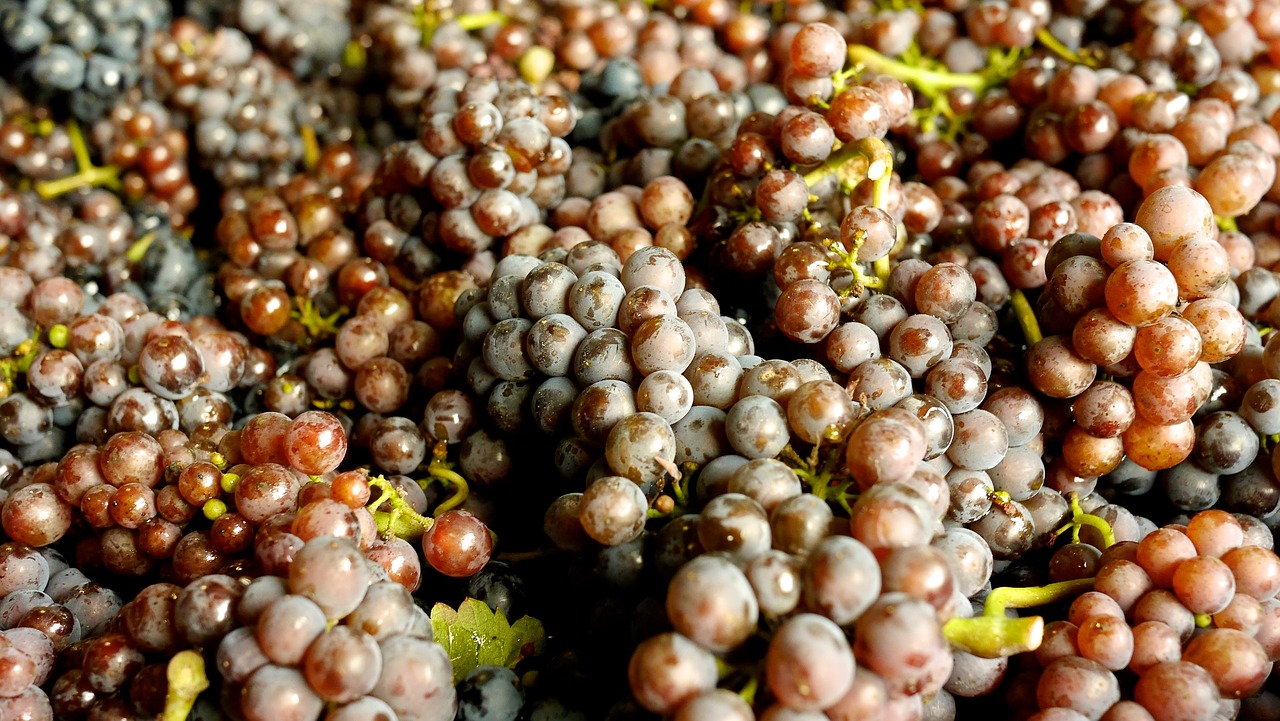 Image - grapes wine grapes pinot blanc wine