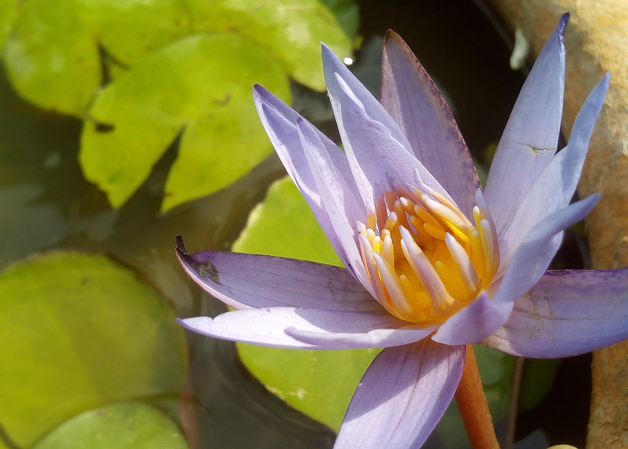 Image - lotus leaf lotus water plants