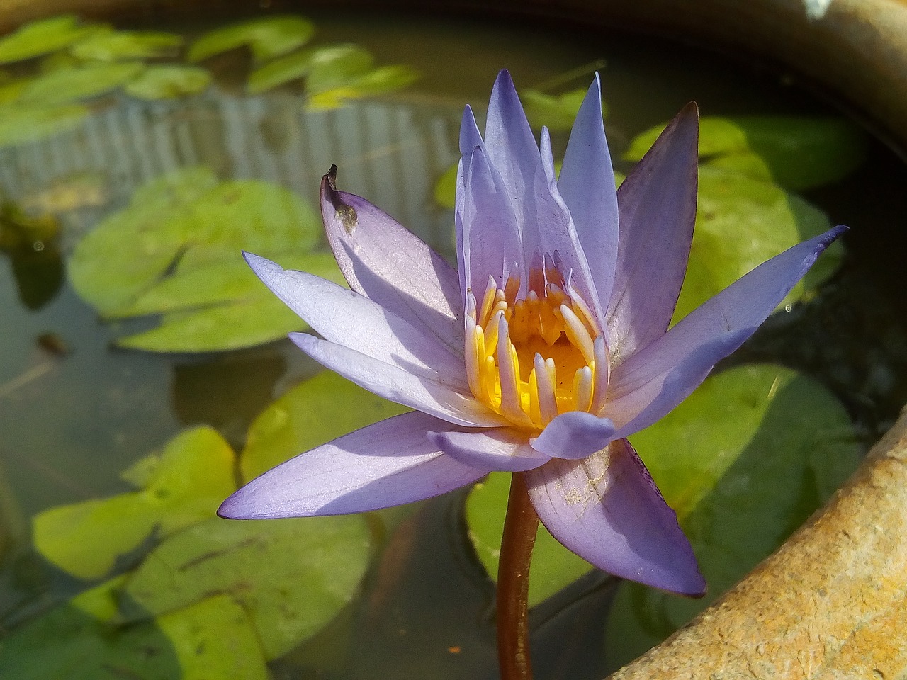 Image - lotus leaf lotus water plants