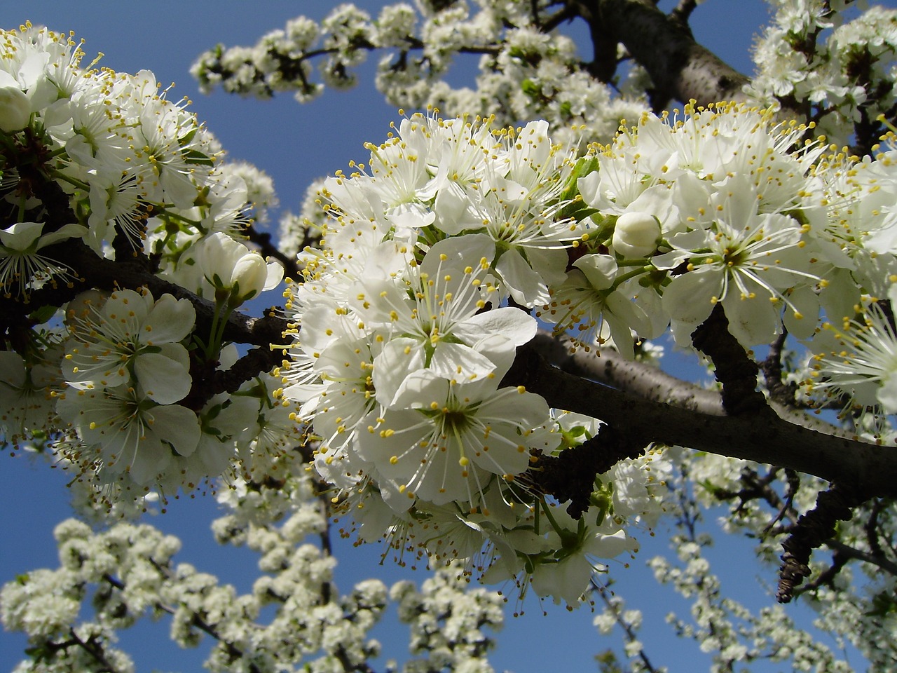 Image - vessenee bloom apple tree