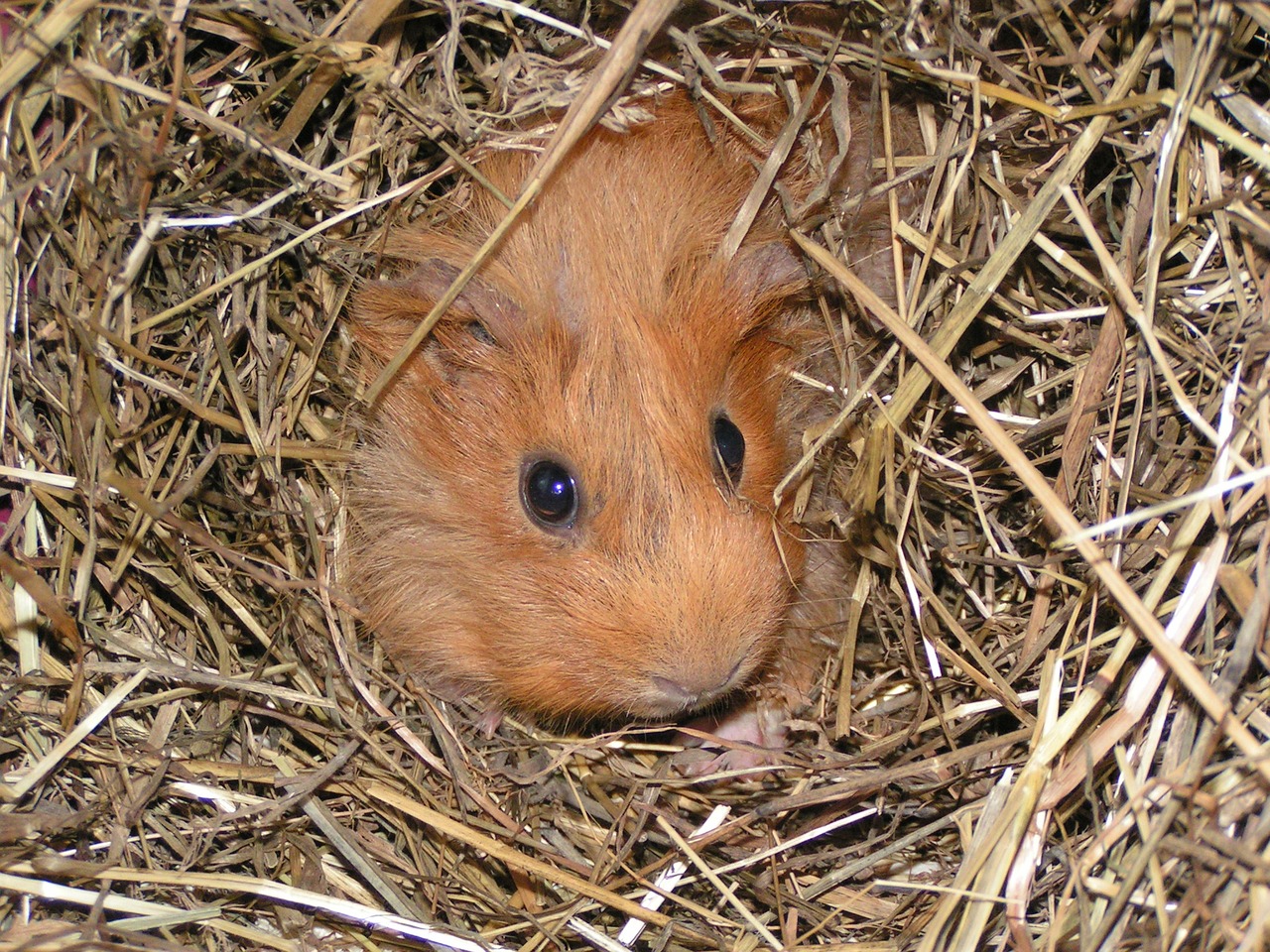 Image - guinea pig animal straw cute