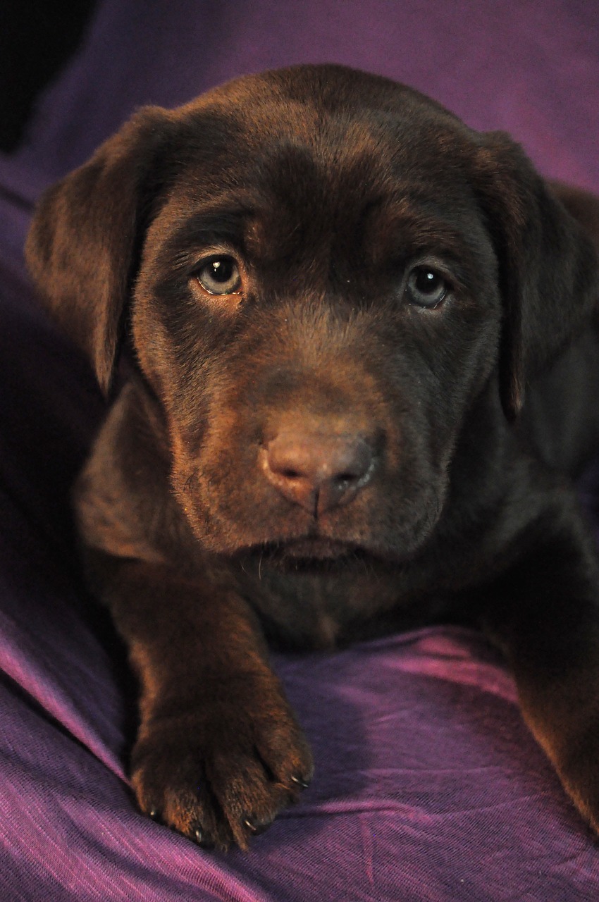 Image - puppy labrador chocolate