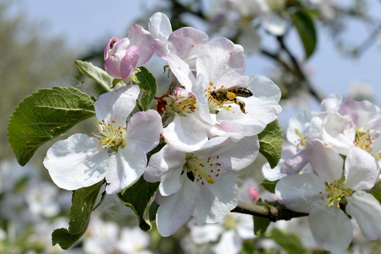 Image - flower shrub bee pollination spring