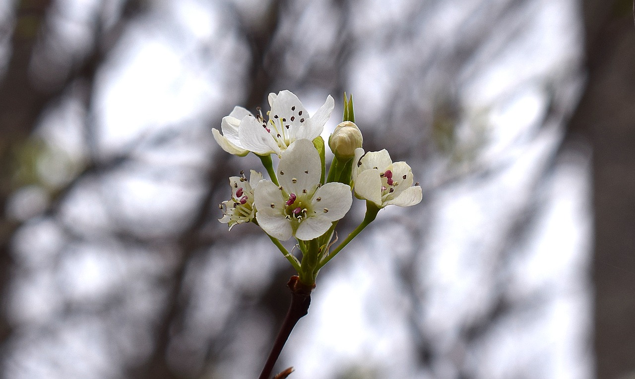 Image - wild cherry blossoms wild cherry tree