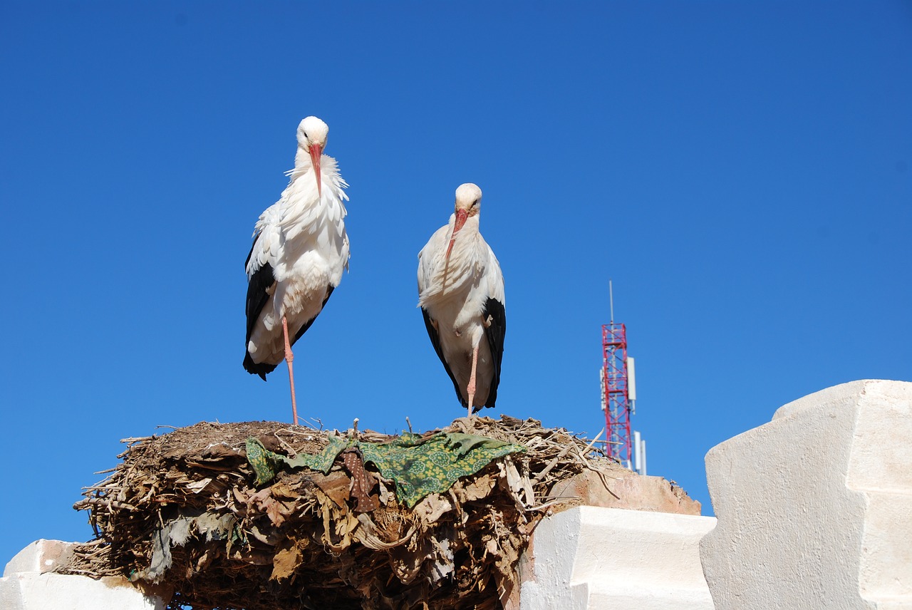 Image - storks birds nest feathers animals