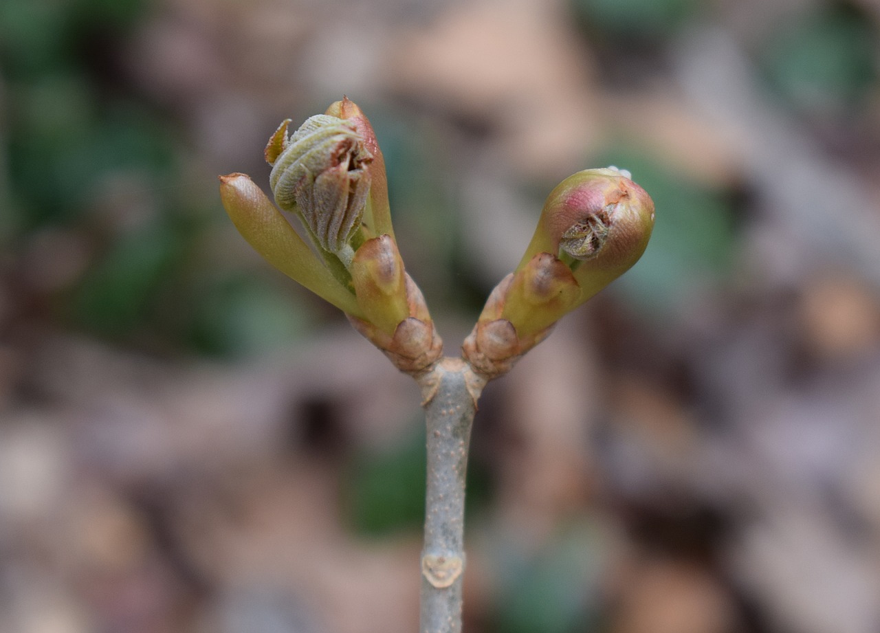 Image - japanese chestnut leaves opening