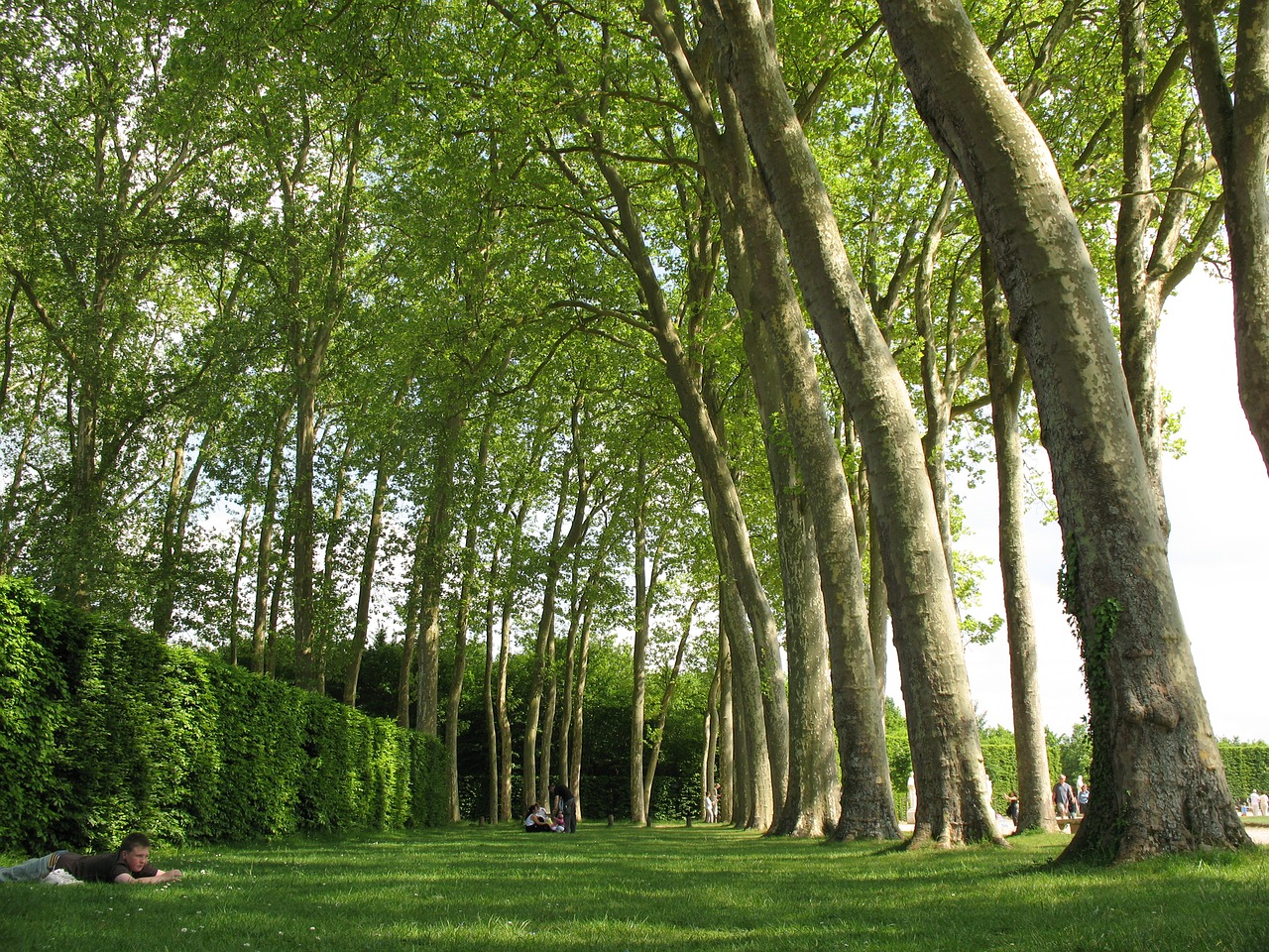 Image - trees versaille france park garden