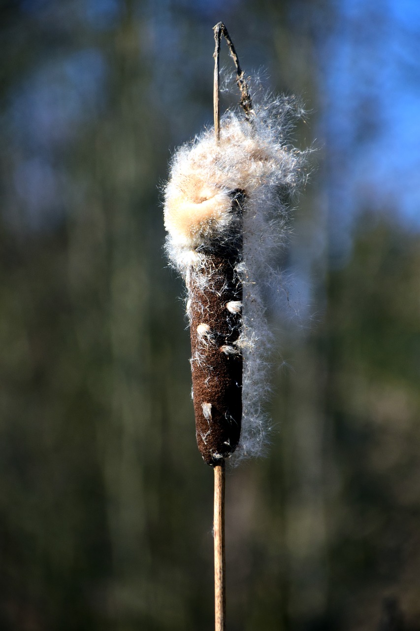 Image - reed nature pond plant marsh plant