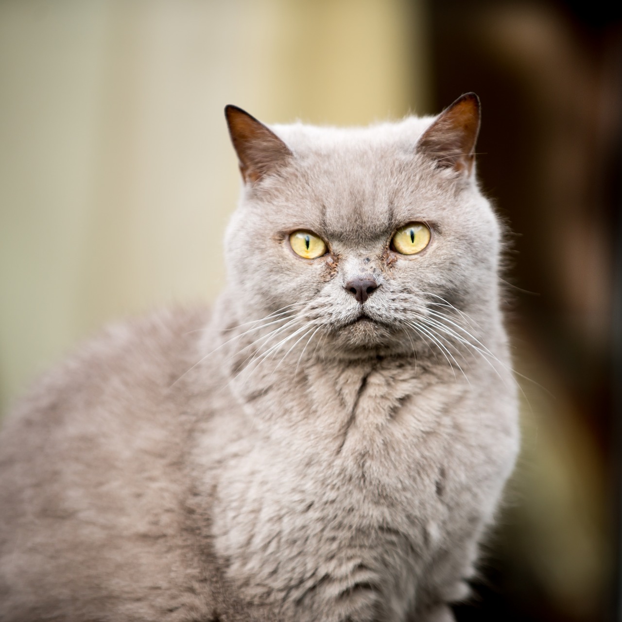 Image - british shorthair cat cute pet