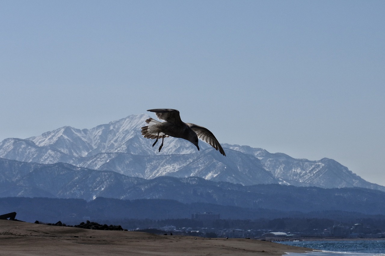 Image - animal sea beach mountain