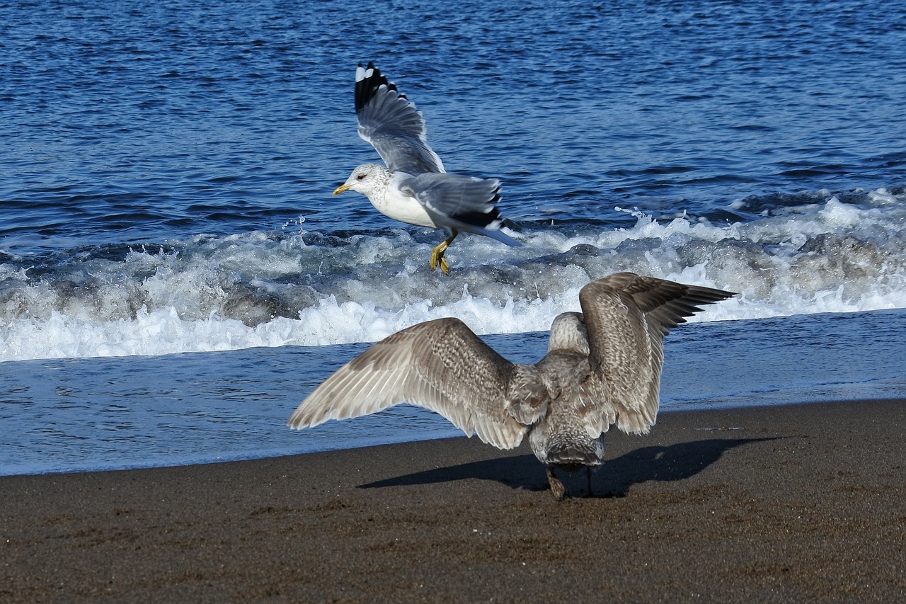 Image - animal sea beach wave sea gull