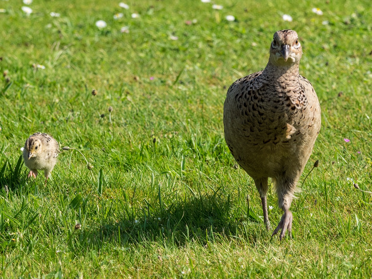 Image - pheasant hen chicks poultry bird