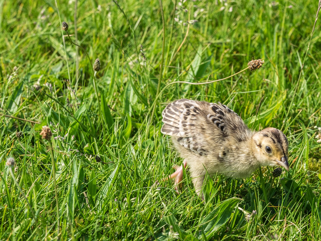 Image - pheasant chicks bird young birds