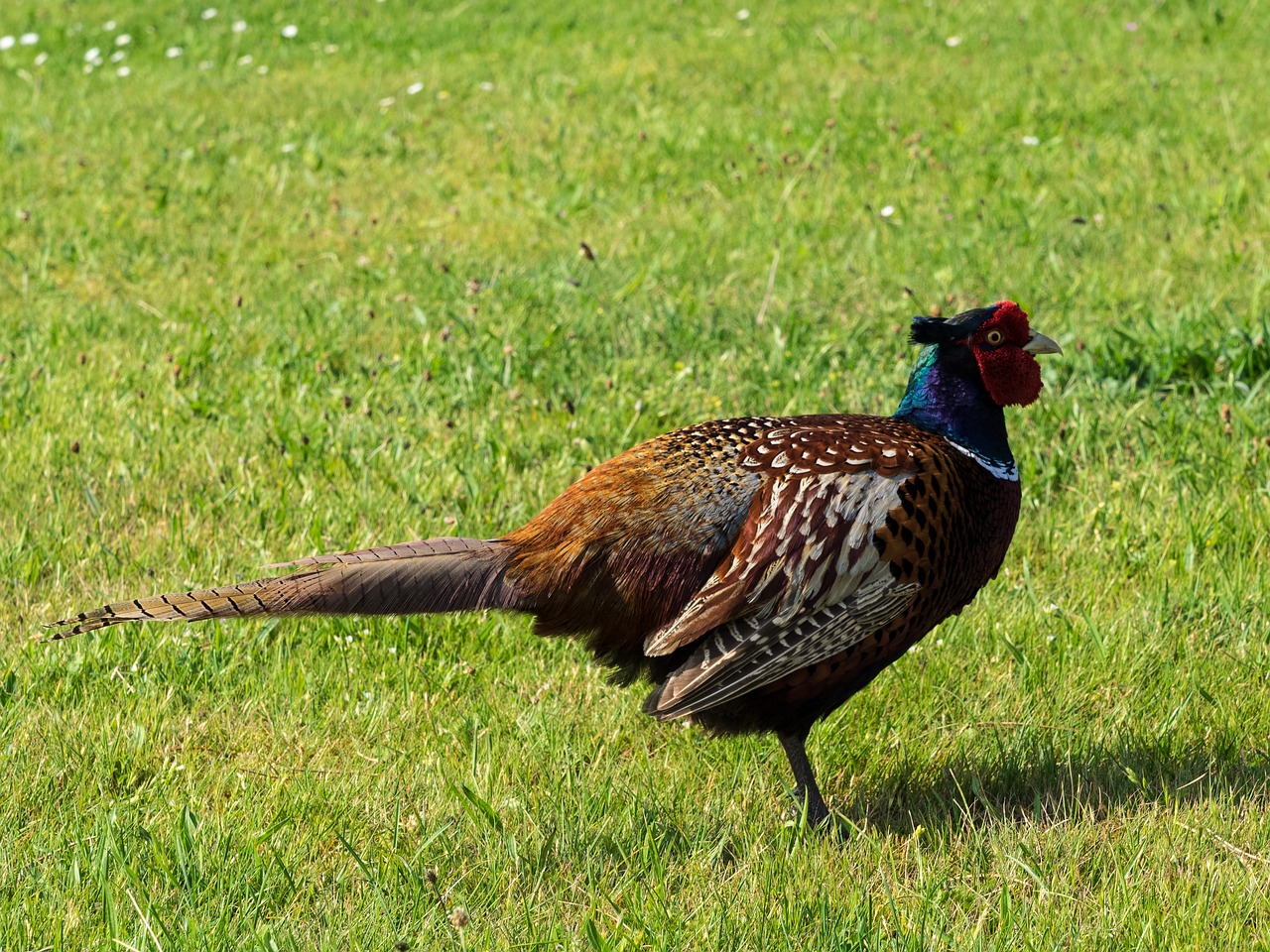 Image - pheasant bird plumage colorful