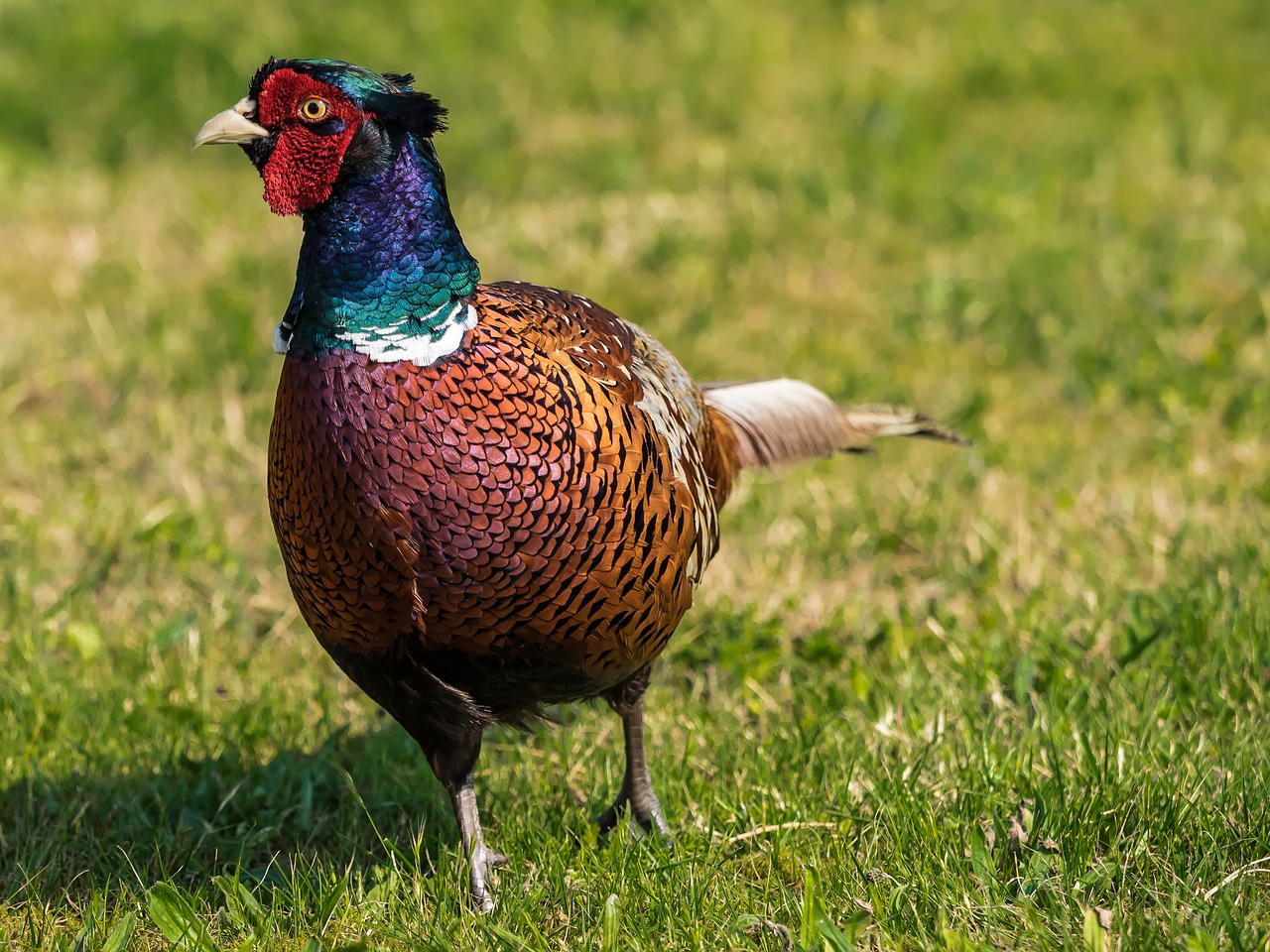 Image - pheasant bird plumage colorful