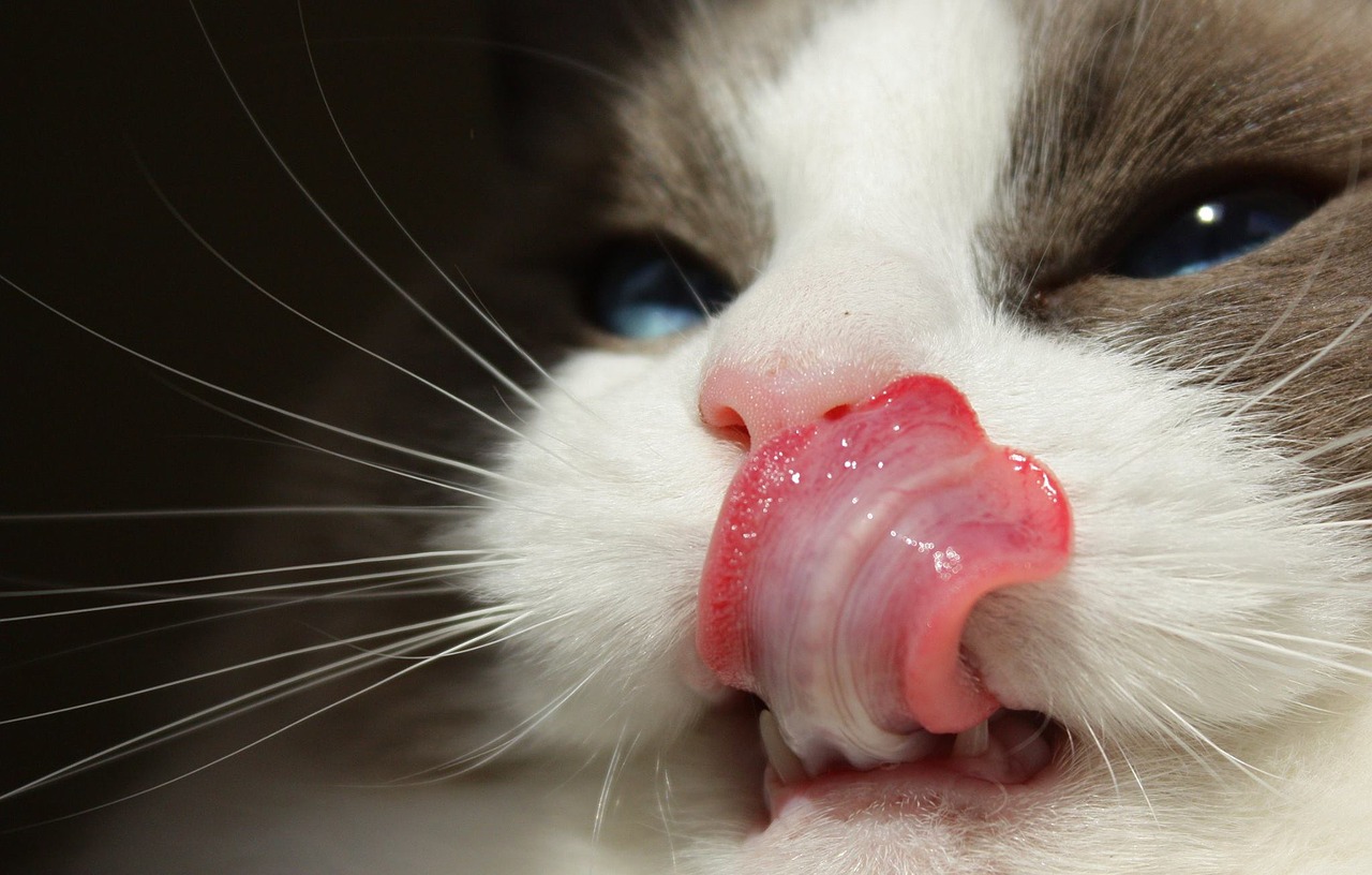 Image - cat purebred ragdoll tongue funny