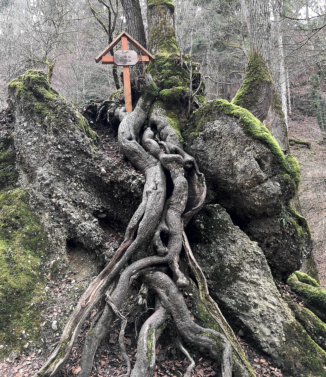 Image - tree root log contour rooted