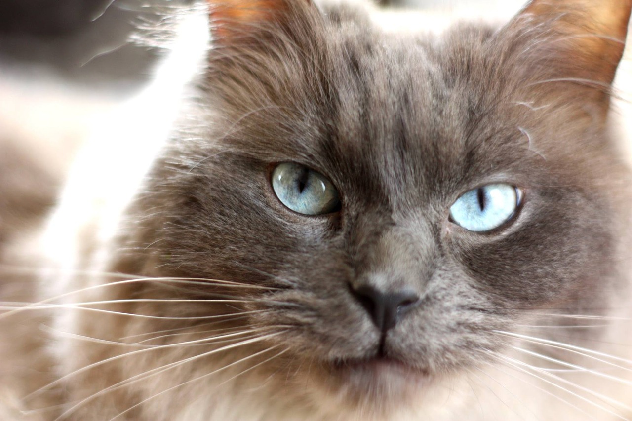 Image - cat pedigree blue eyes animal