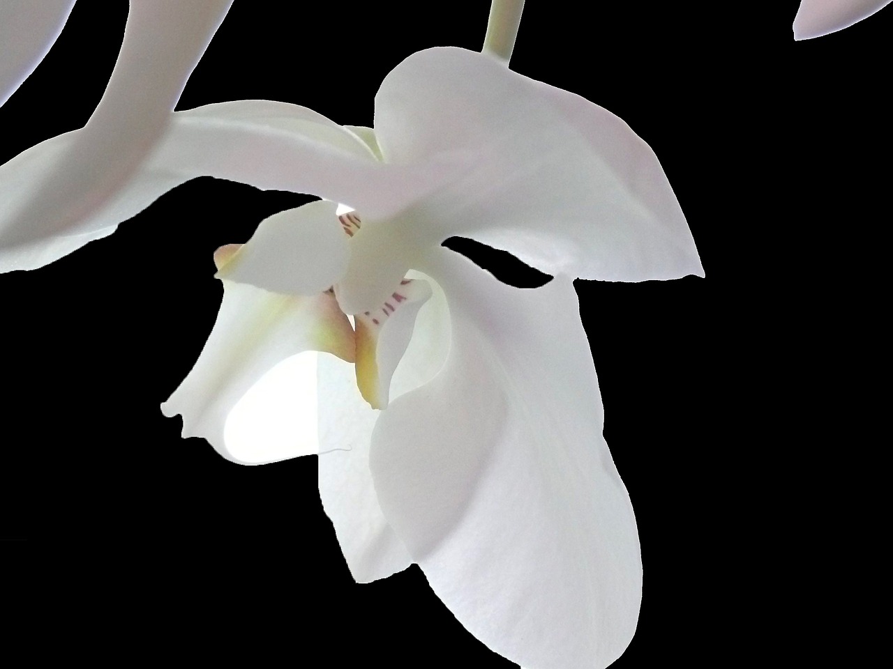 Image - orchid white flower blossom bloom