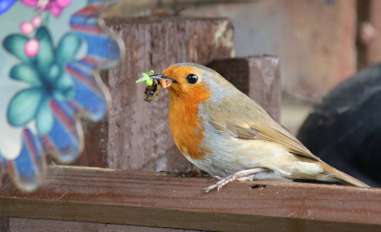 Image - robin bird nature wildlife garden