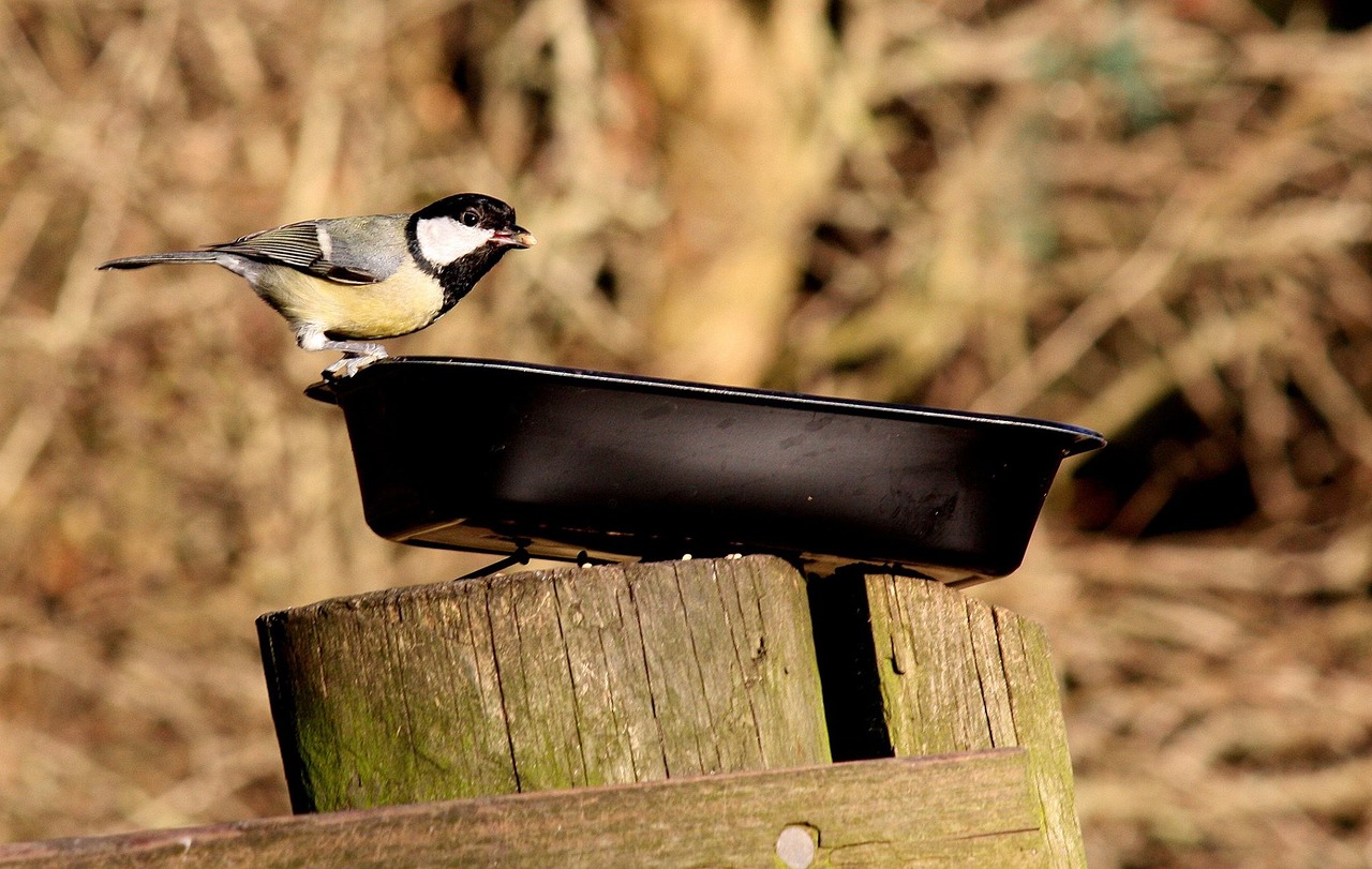 Image - coal tit bird nature perched