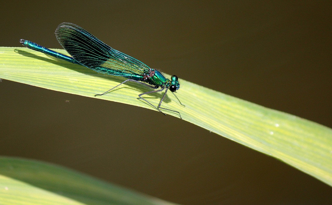 Image - dragonfly leaf insect nature