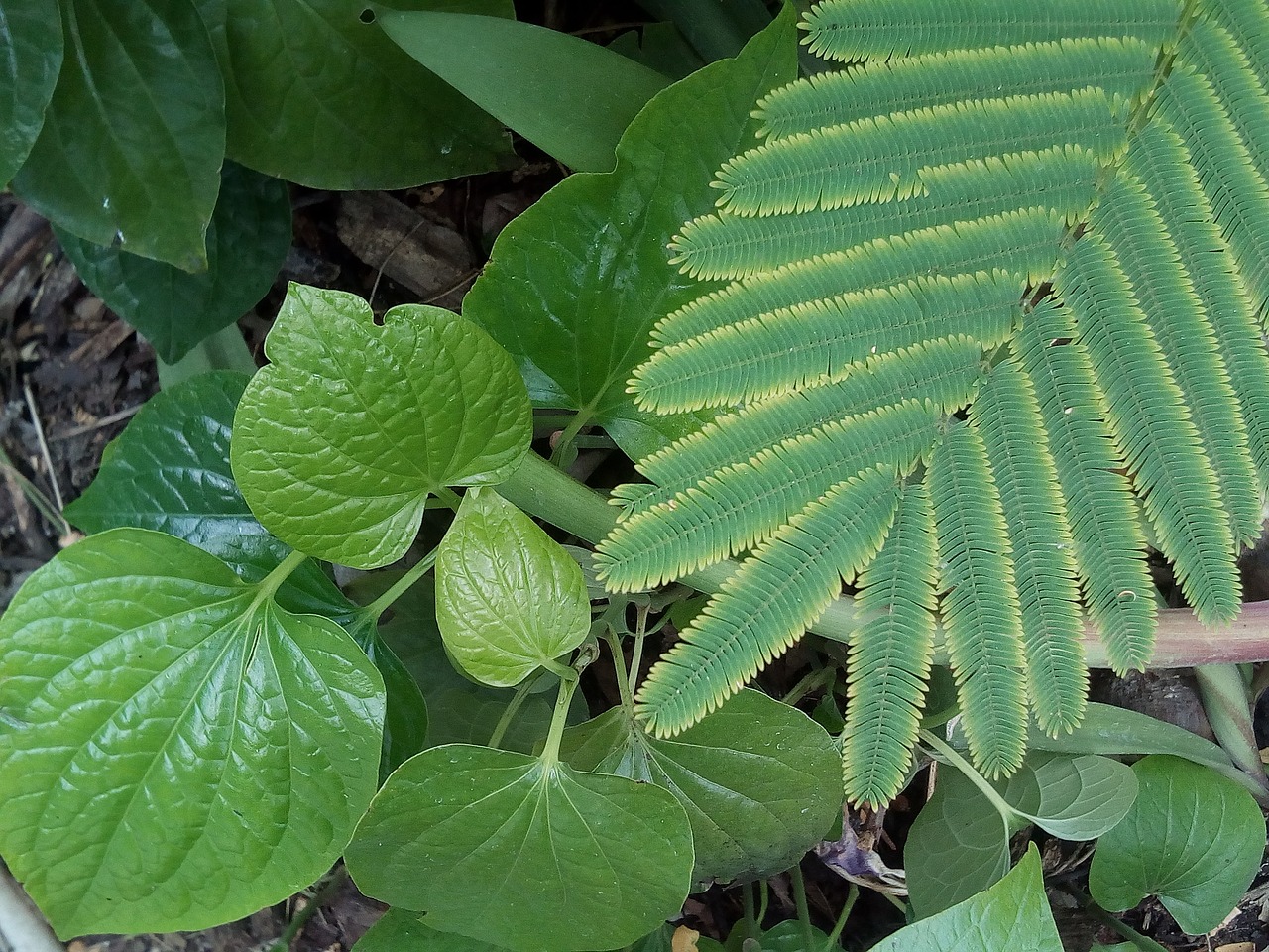 Image - cha bai cha monocots green