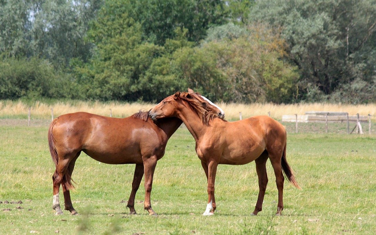 Image - horses embracing affectionate