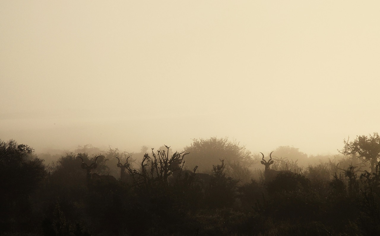 Image - morning mist wildlife wild game