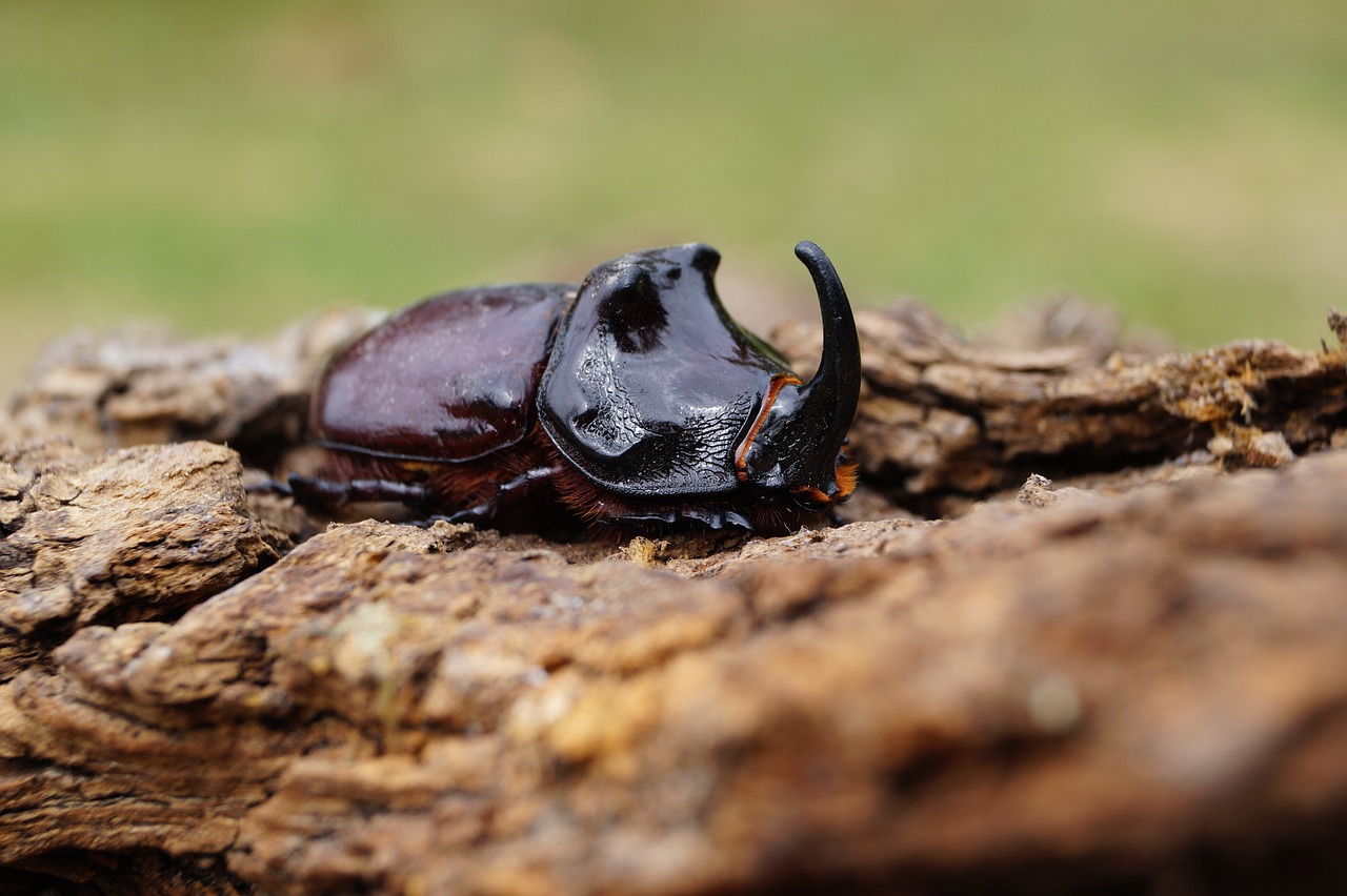 Image - animal bug natur green brown male