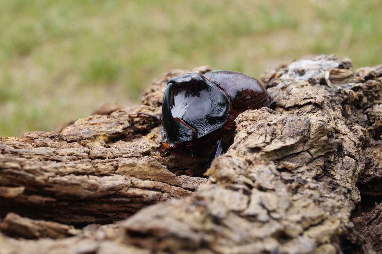 Image - animal bug natur green brown male