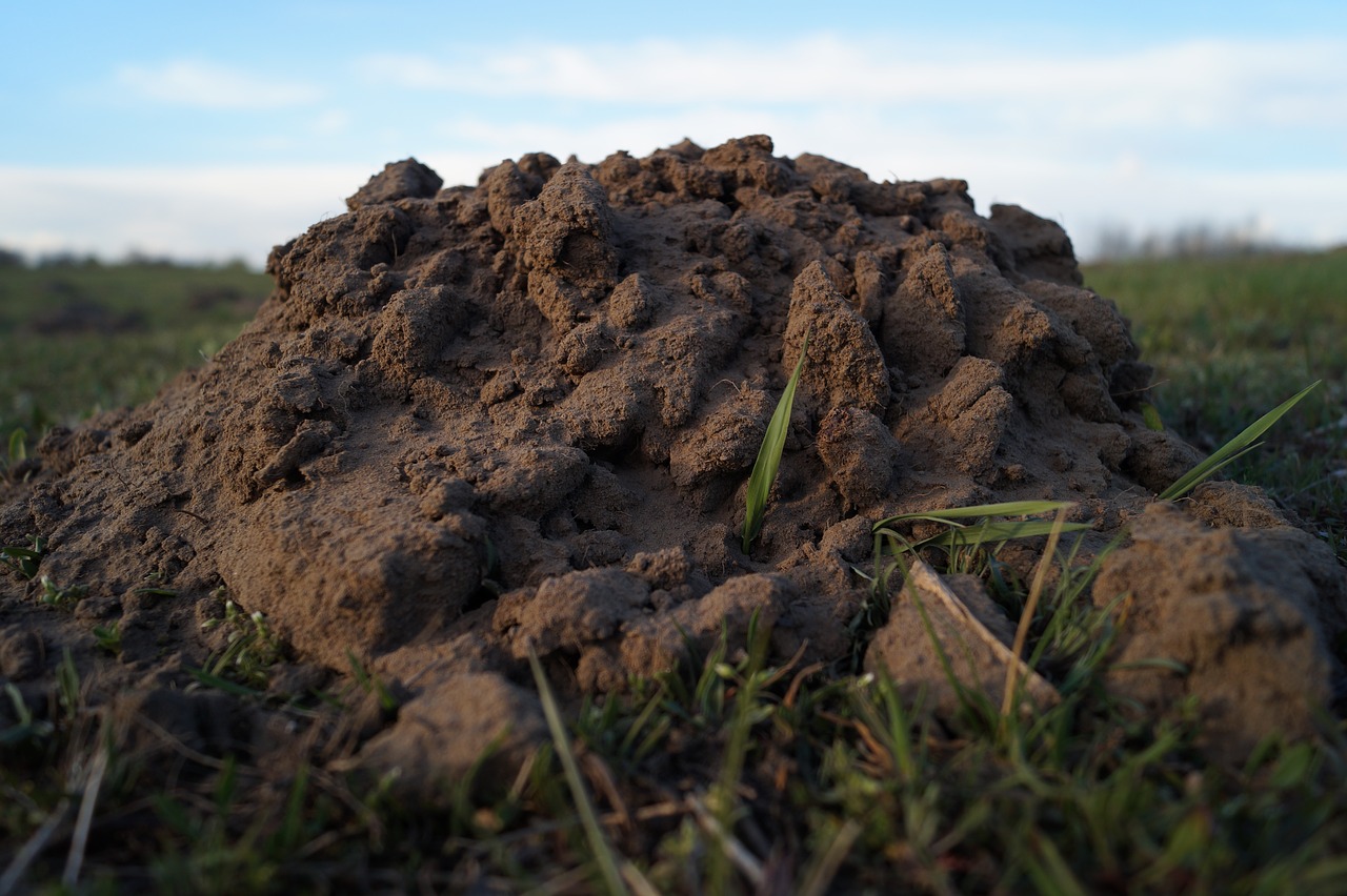 Image - molehill mole tiny animal mammal