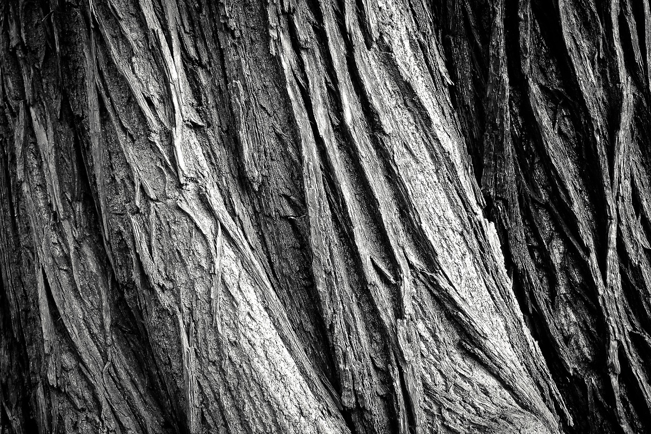 Image - tree tree bark log nature tribe