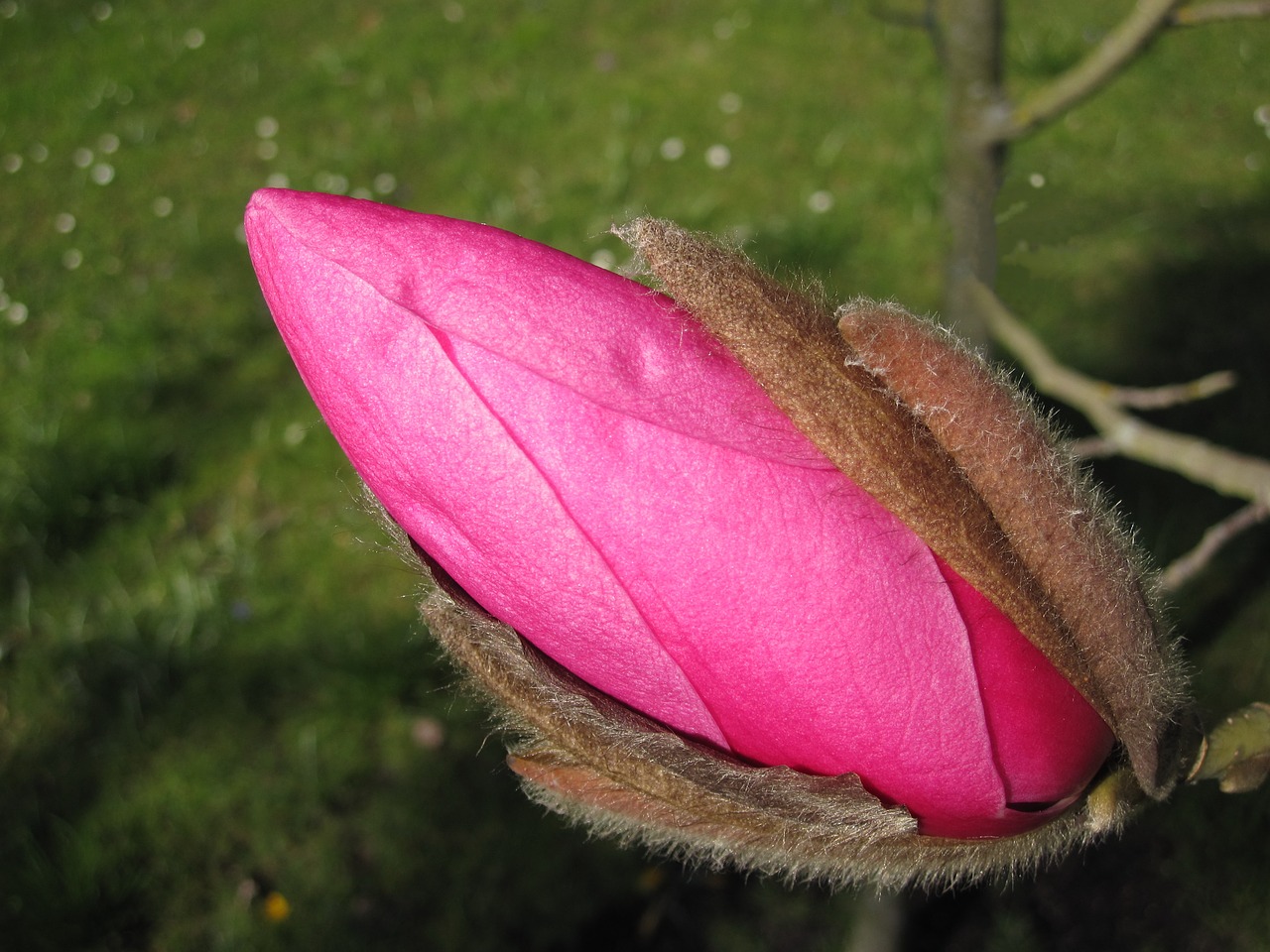 Image - magnolia bud magnolia blossom