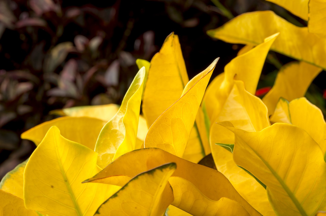 Image - foliage yellow leaves african