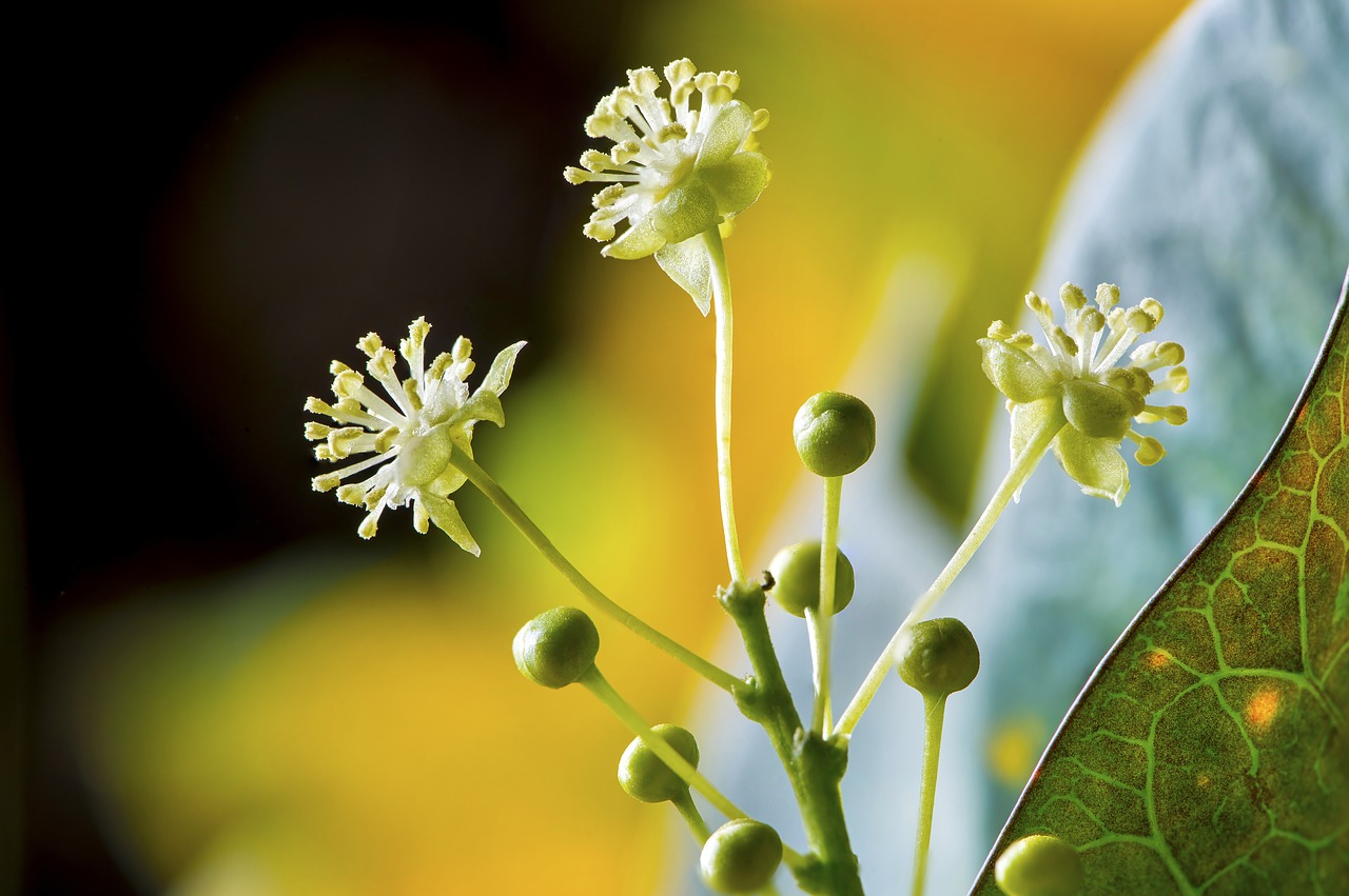 Image - guava tree blooming tiny flowers