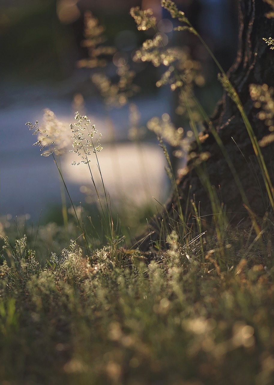 Image - nature grass spring bokeh