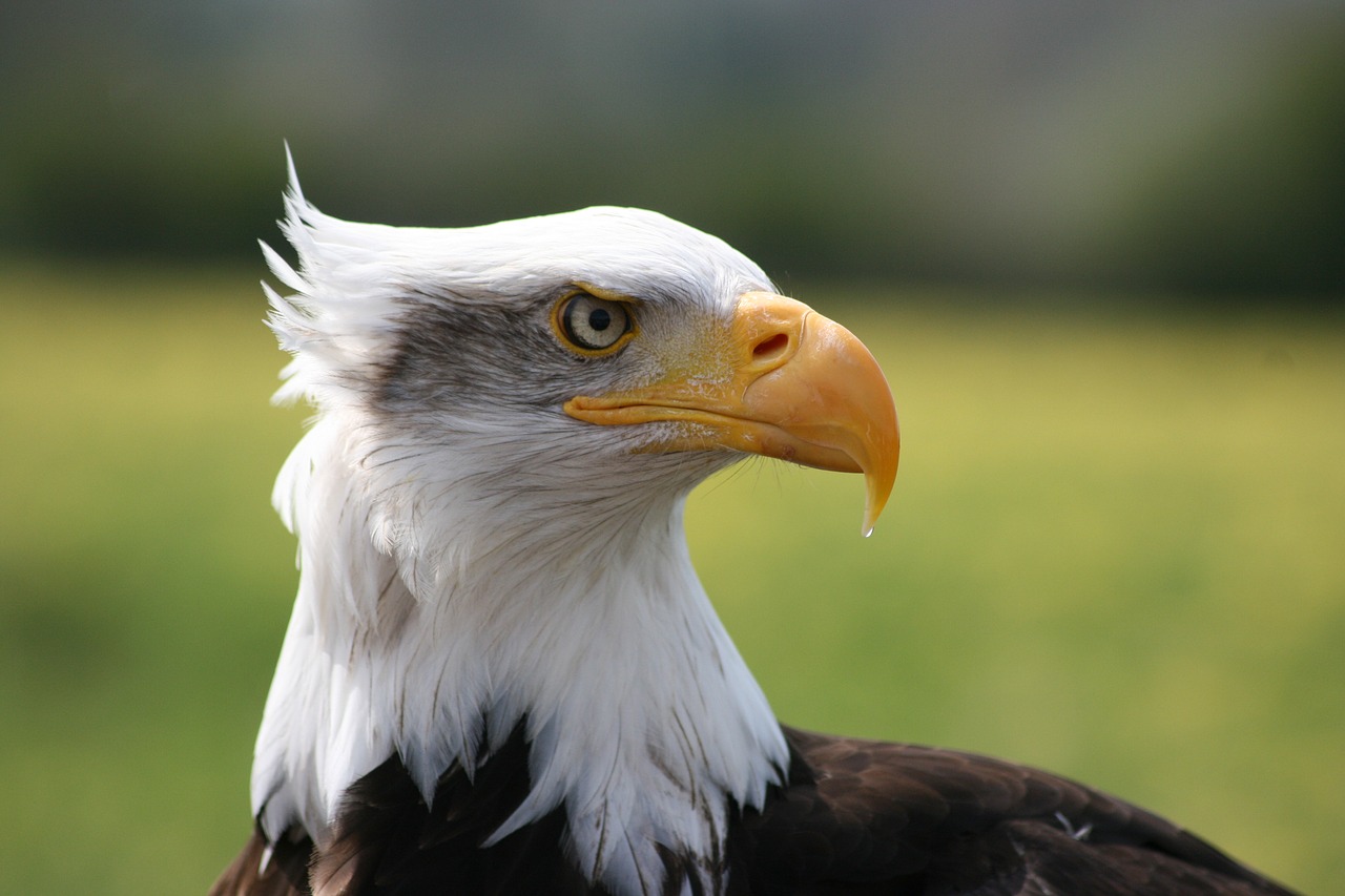 Image - eagle close up sanctuary