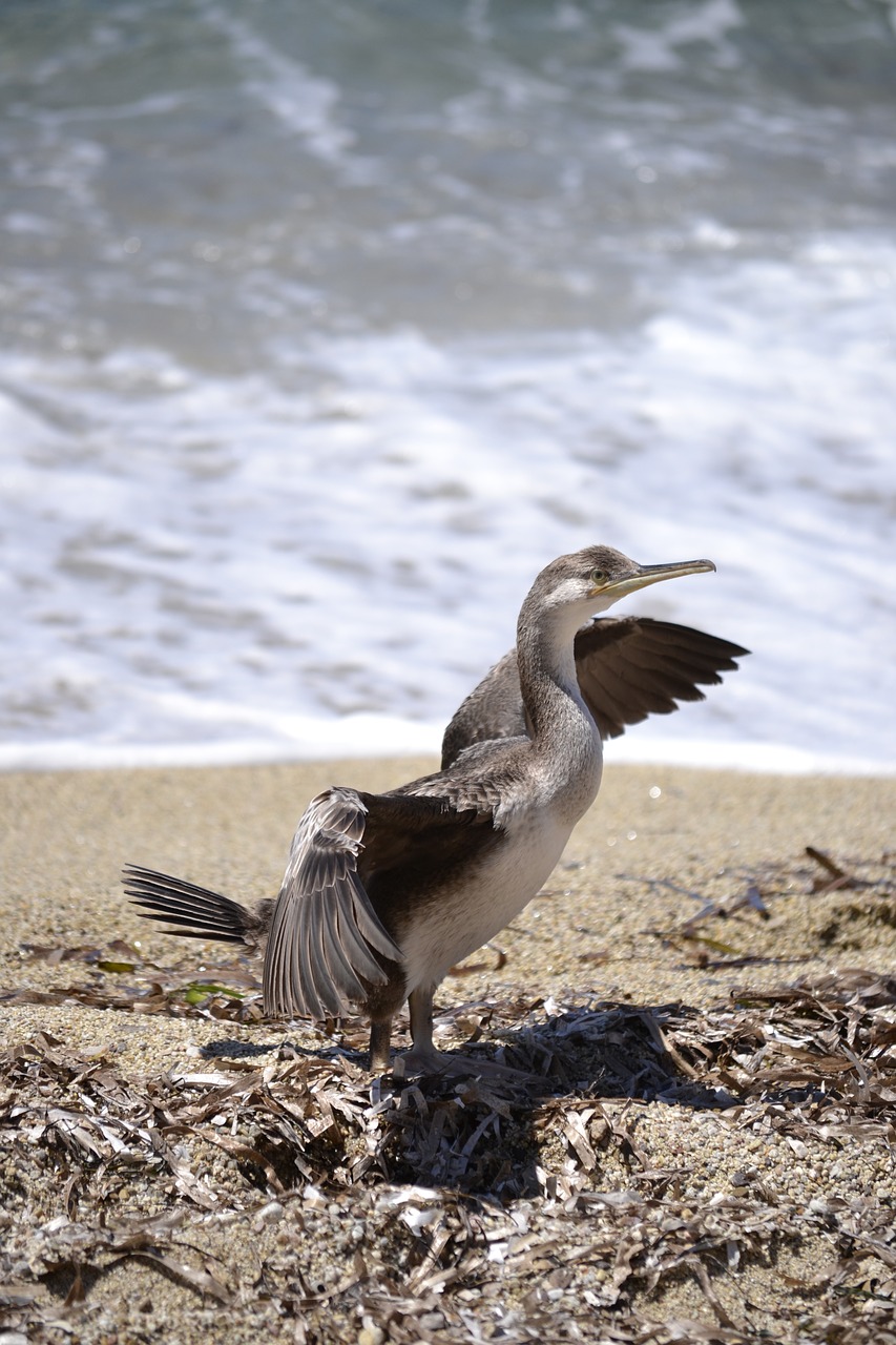 Image - bird water bird waterfowl cormorant