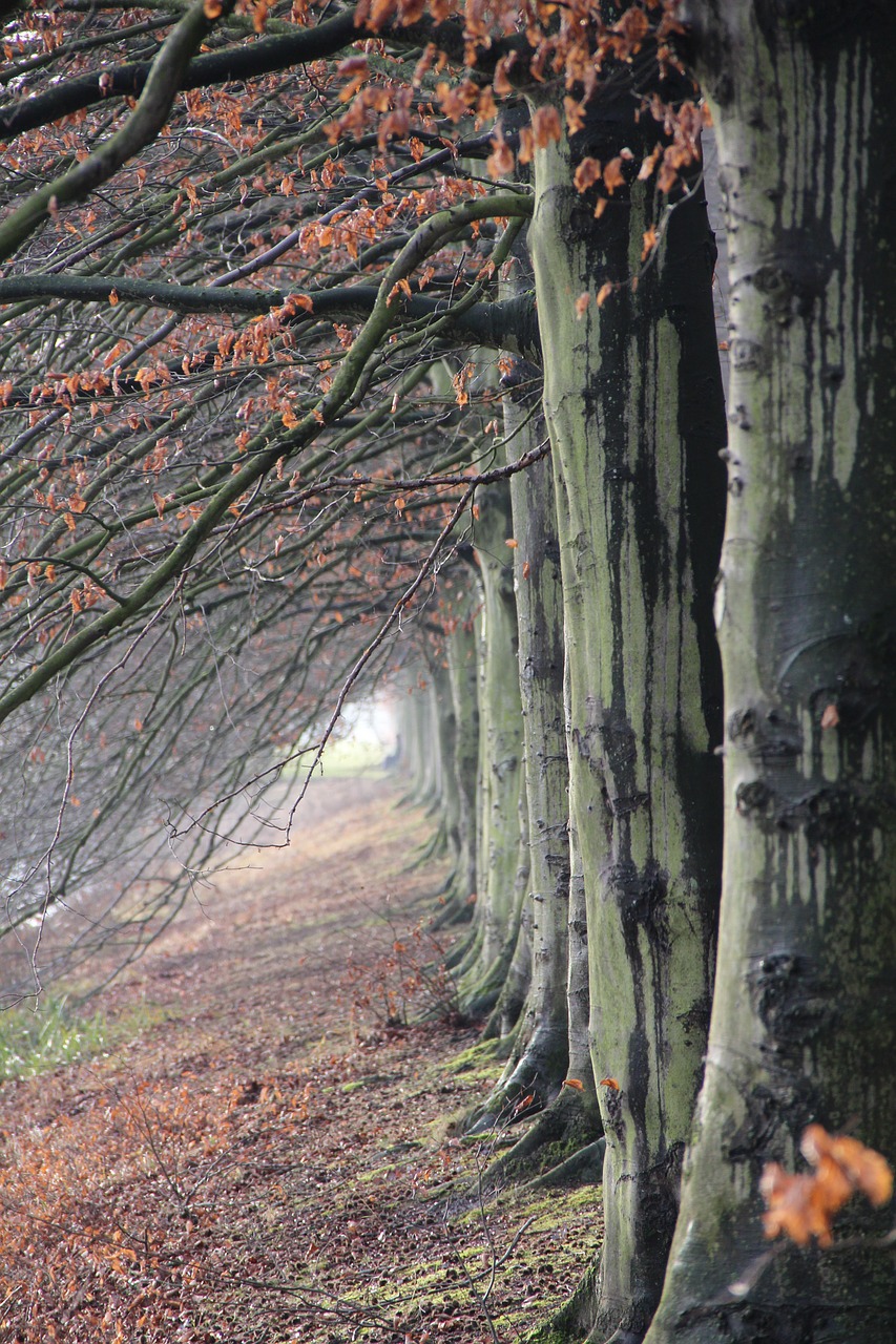 Image - forest tree nature landscape fall