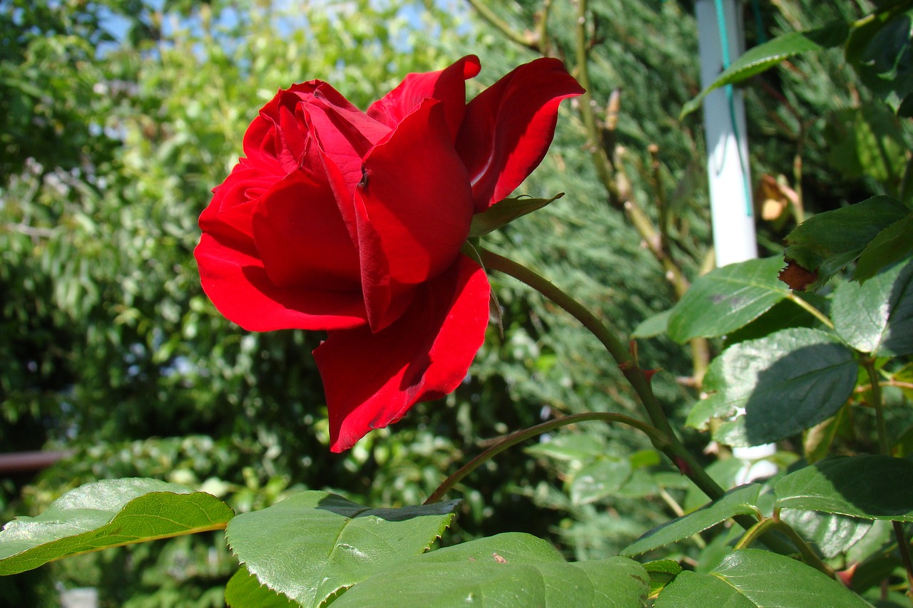 Image - red rose rose the plot flowers
