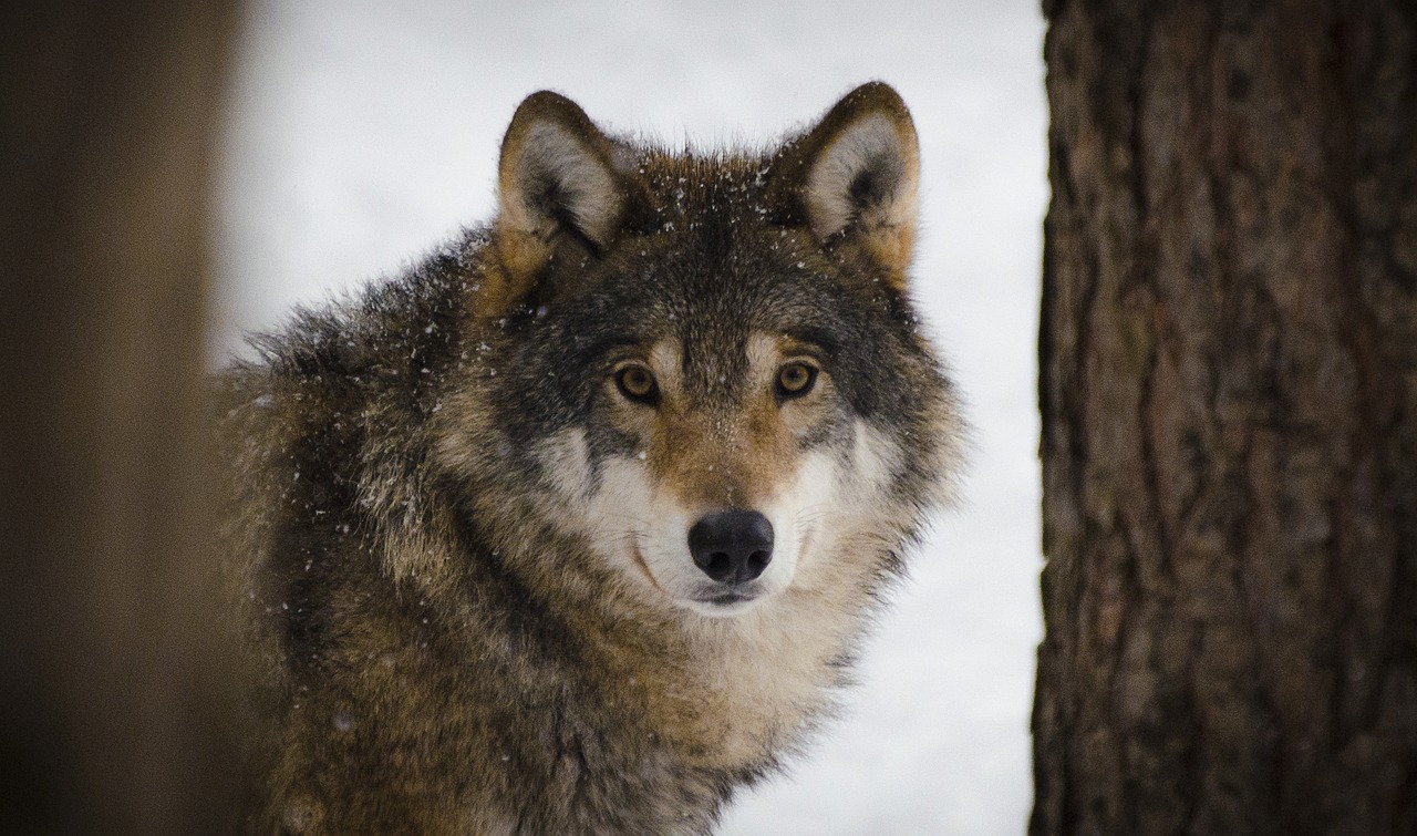 Image - wolf predators wildlife winter