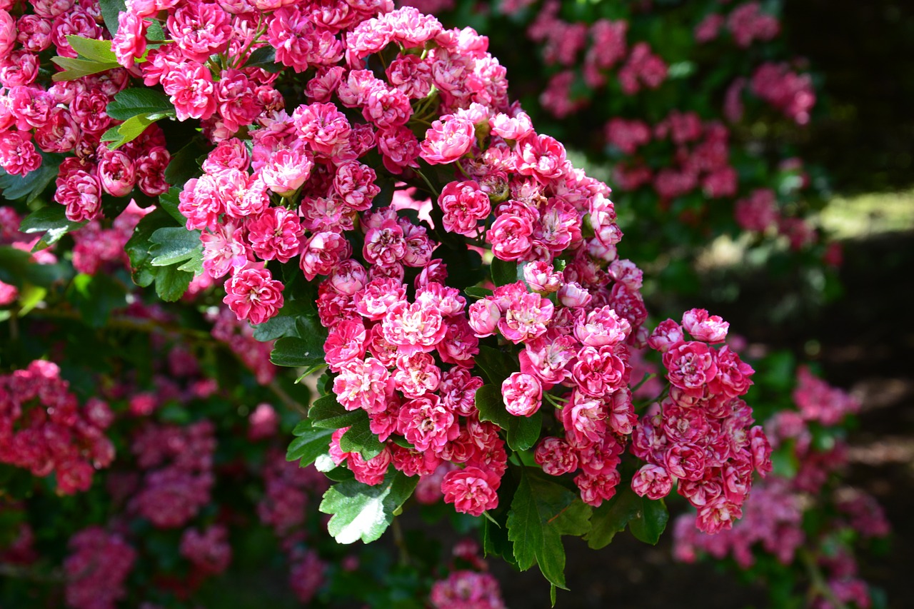 Image - cherry blossom cherry tree blossom