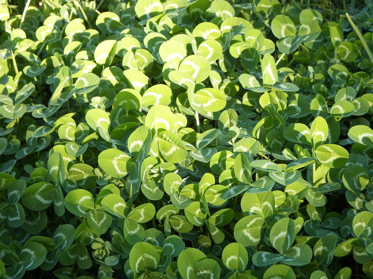 Image - clover meadow green lawn