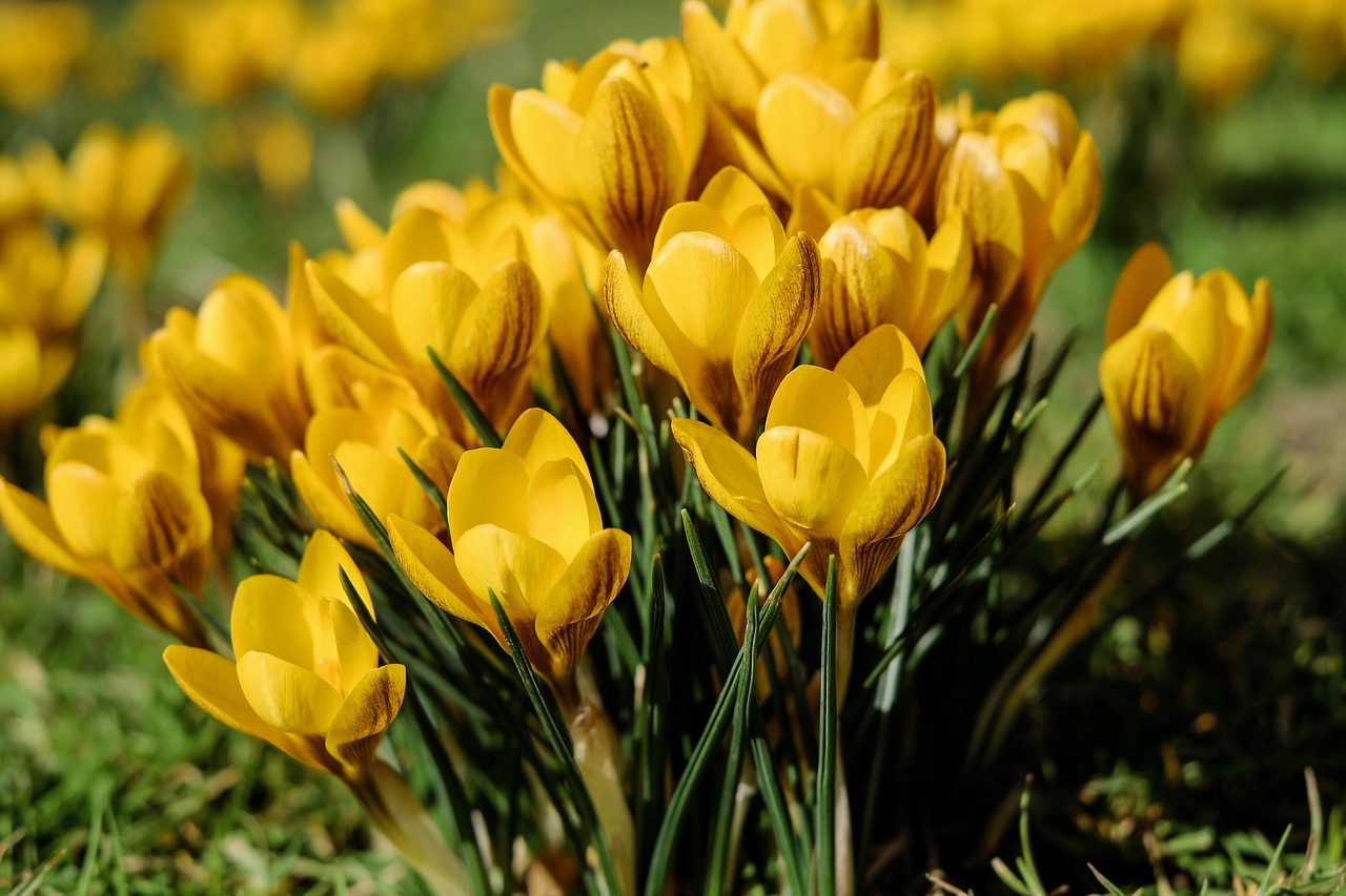 Image - crocus flowers bloom yellow spring