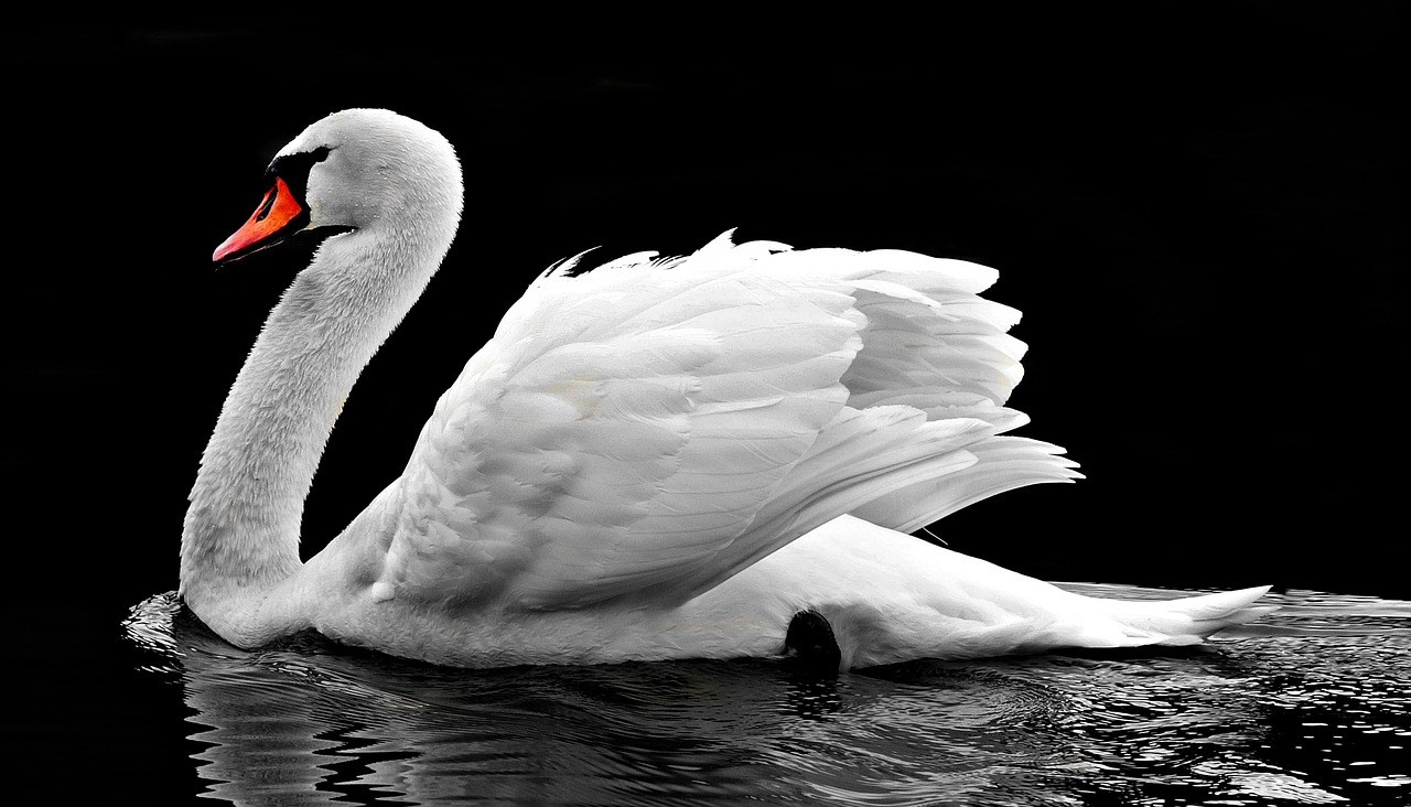 Image - swan water white water bird lake