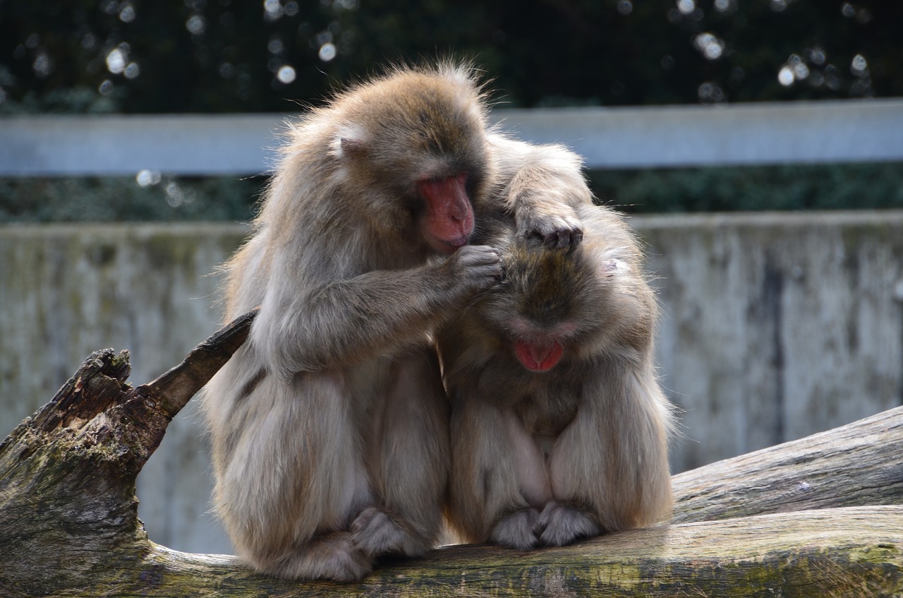 Image - ape animals zoo mammals cute