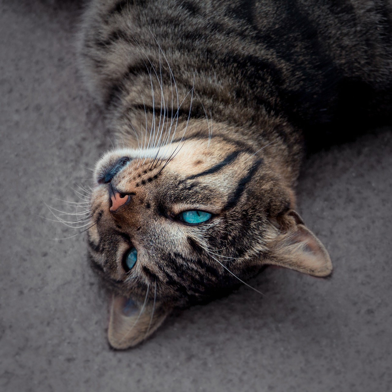 Image - cat blue eye tiger portrait animal