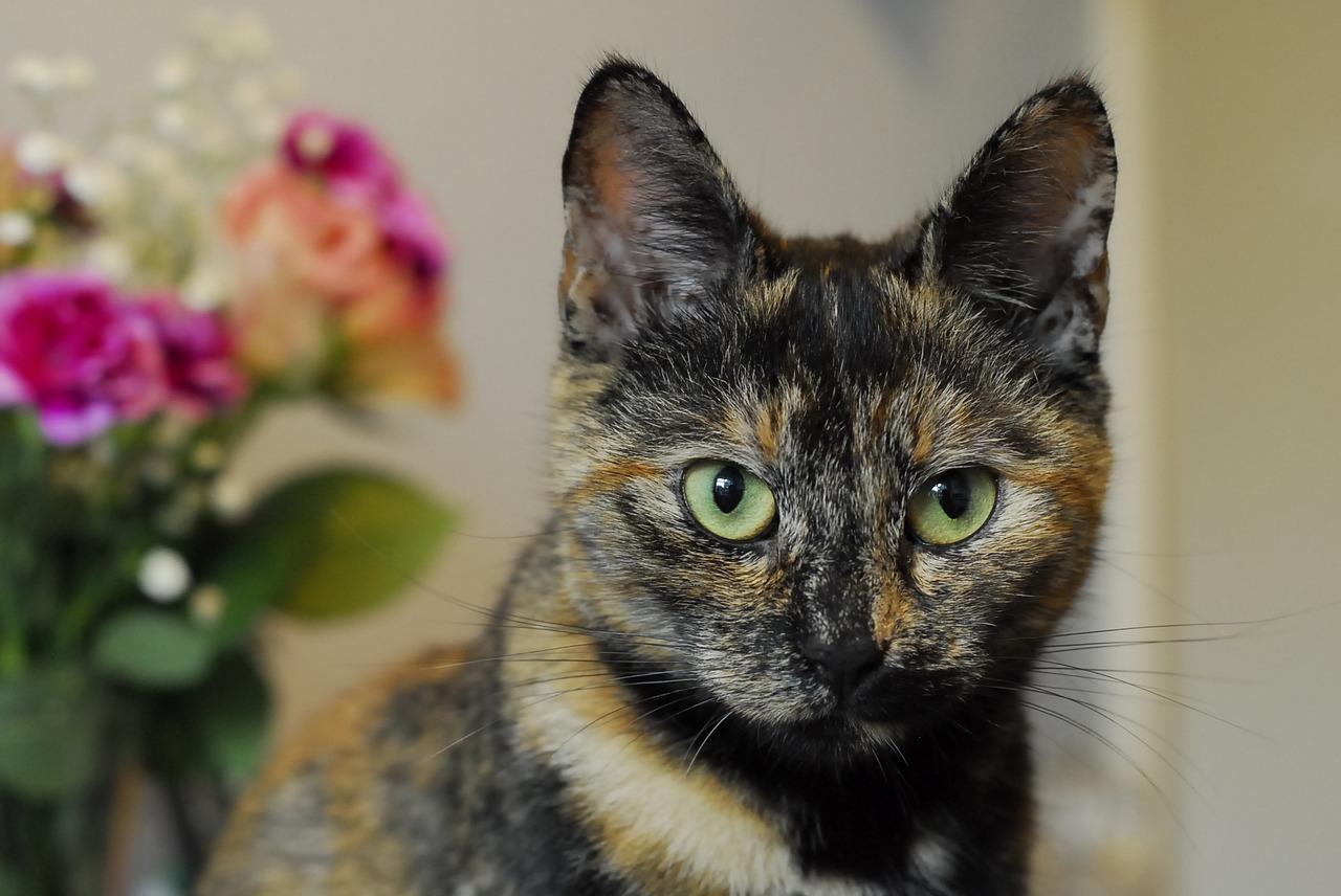 Image - cat tortoiseshell ears