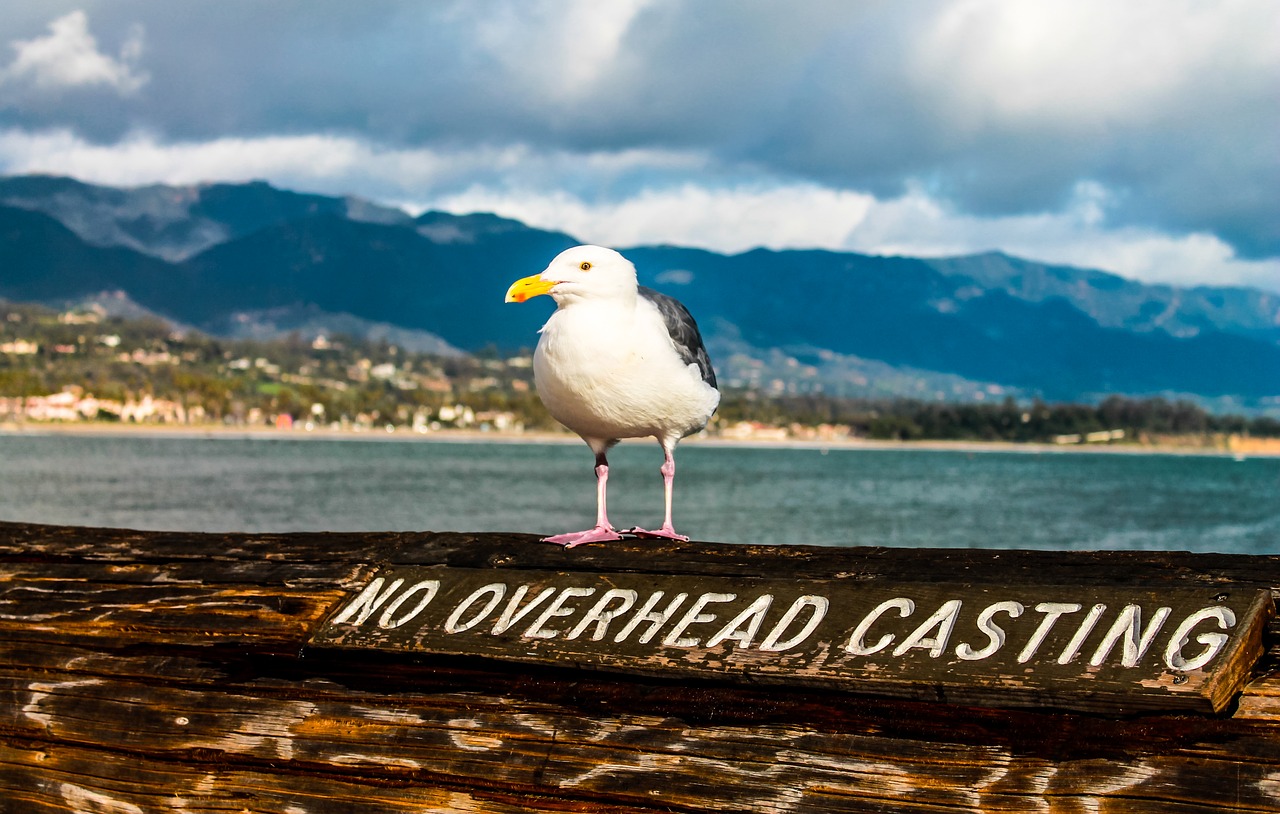 Image - seagull santa barbara pear barbara